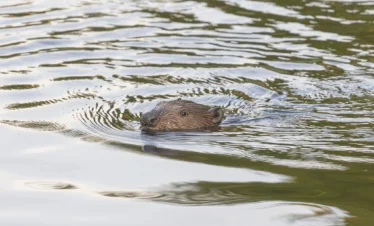 beaver estonia river wildlife nature