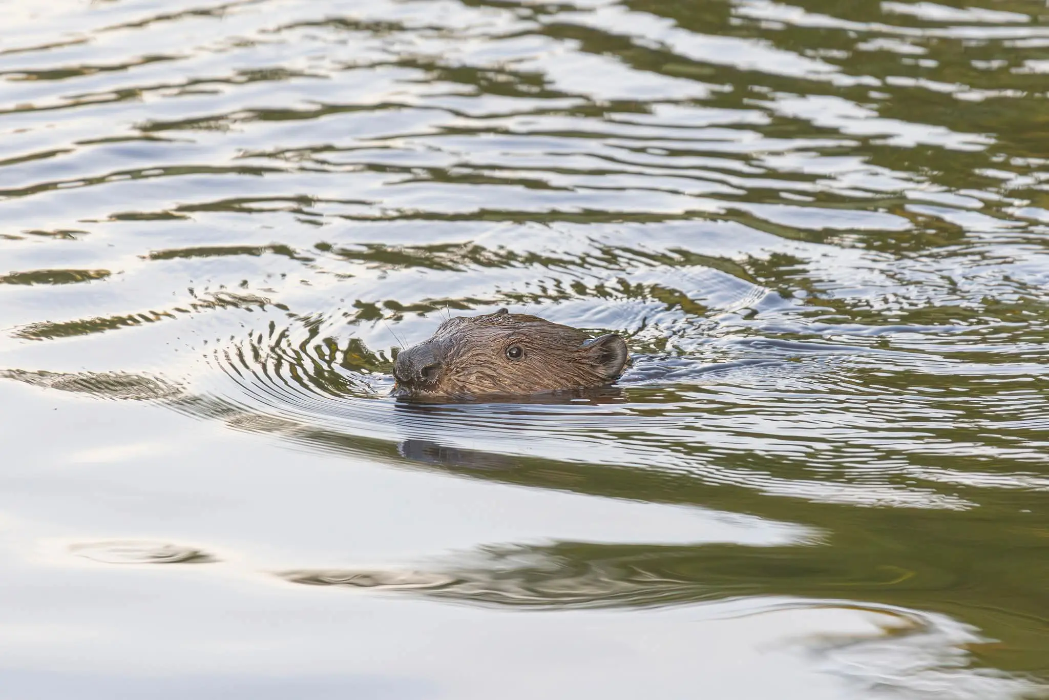 beaver estonia river wildlife nature