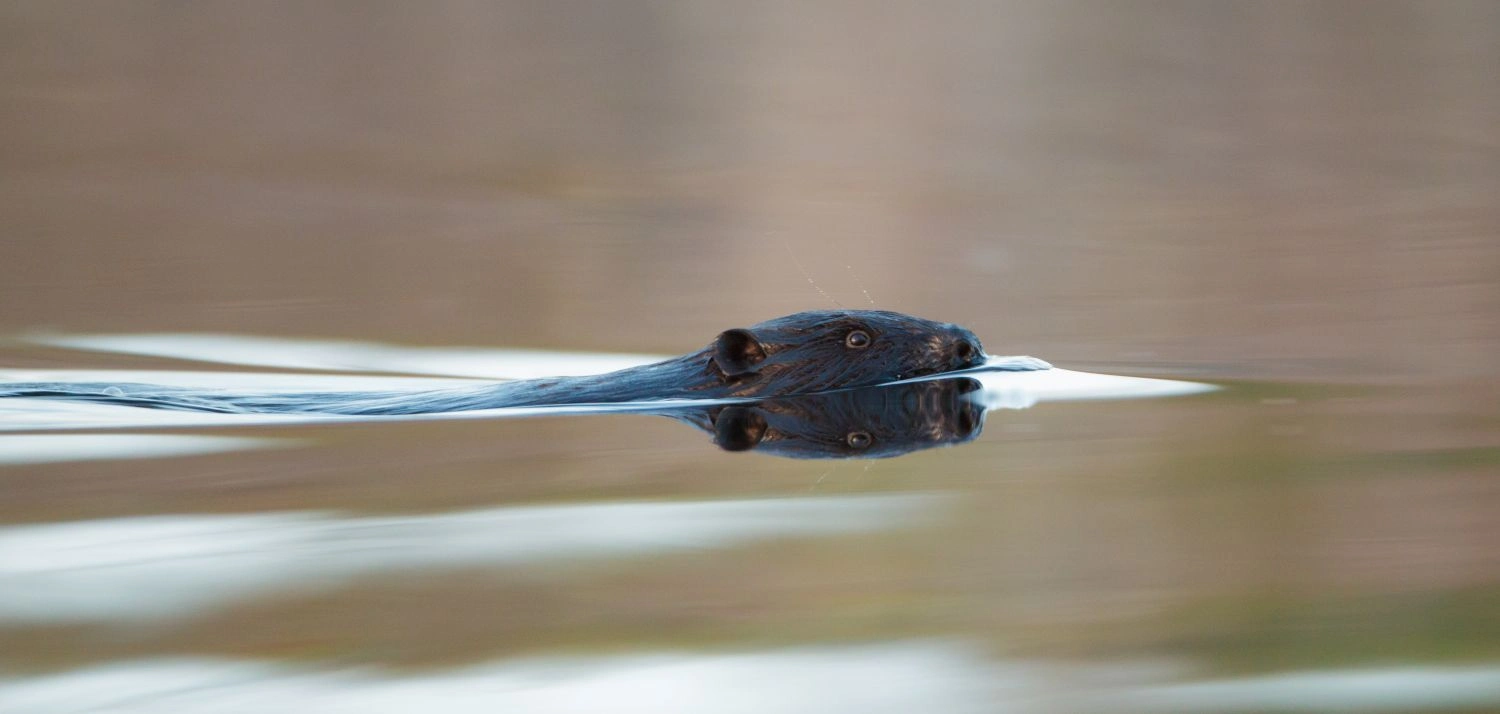 beaver watching in estonia