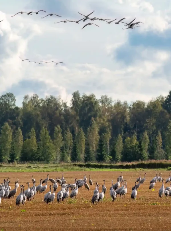 common cranes estonia wetlands nature
