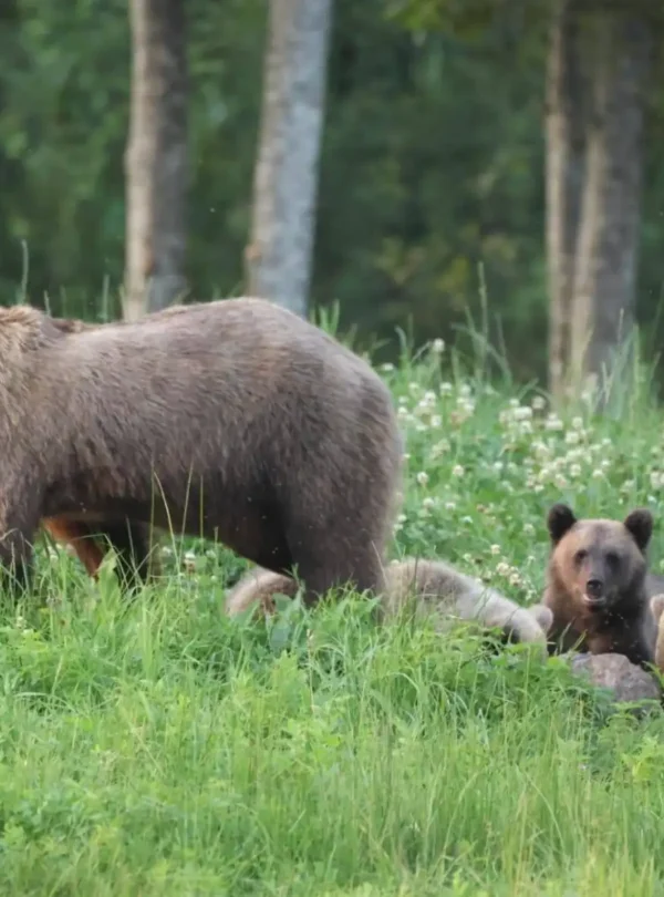 Braunbärenbeobachtung in Estland aus einer Wildlife-Beobachtungshütte in unberührter Natur