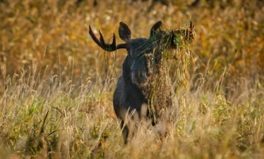 Moose on the wildlife trip in Estonia