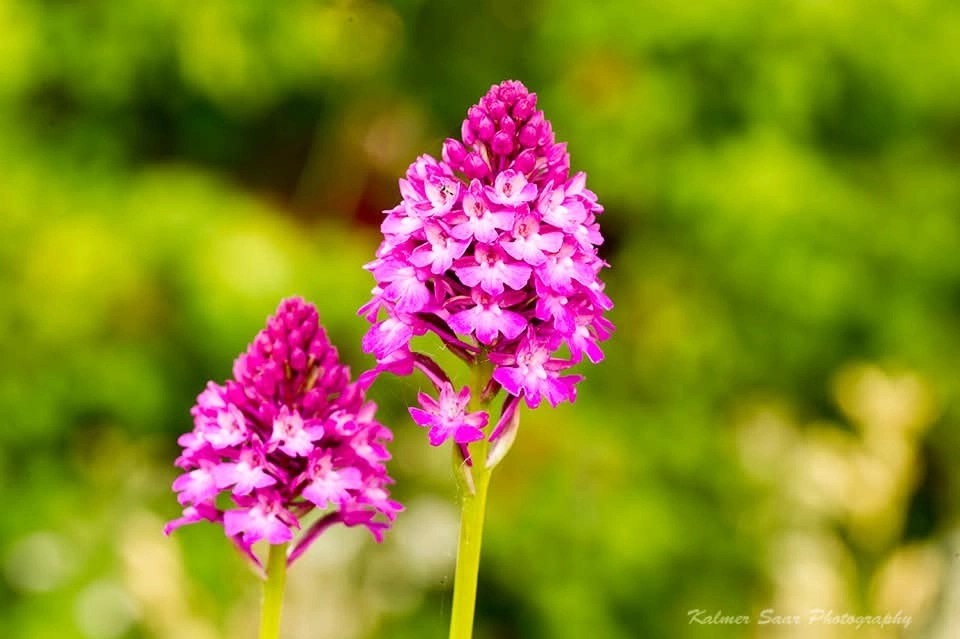pink orchid estonia close up flower