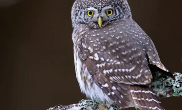 pygmy owl estonia forest wildlife