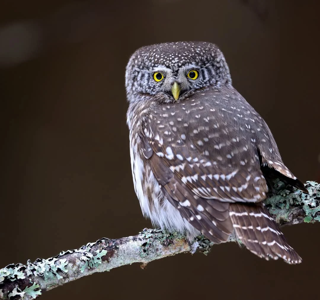 pygmy owl estonia forest wildlife