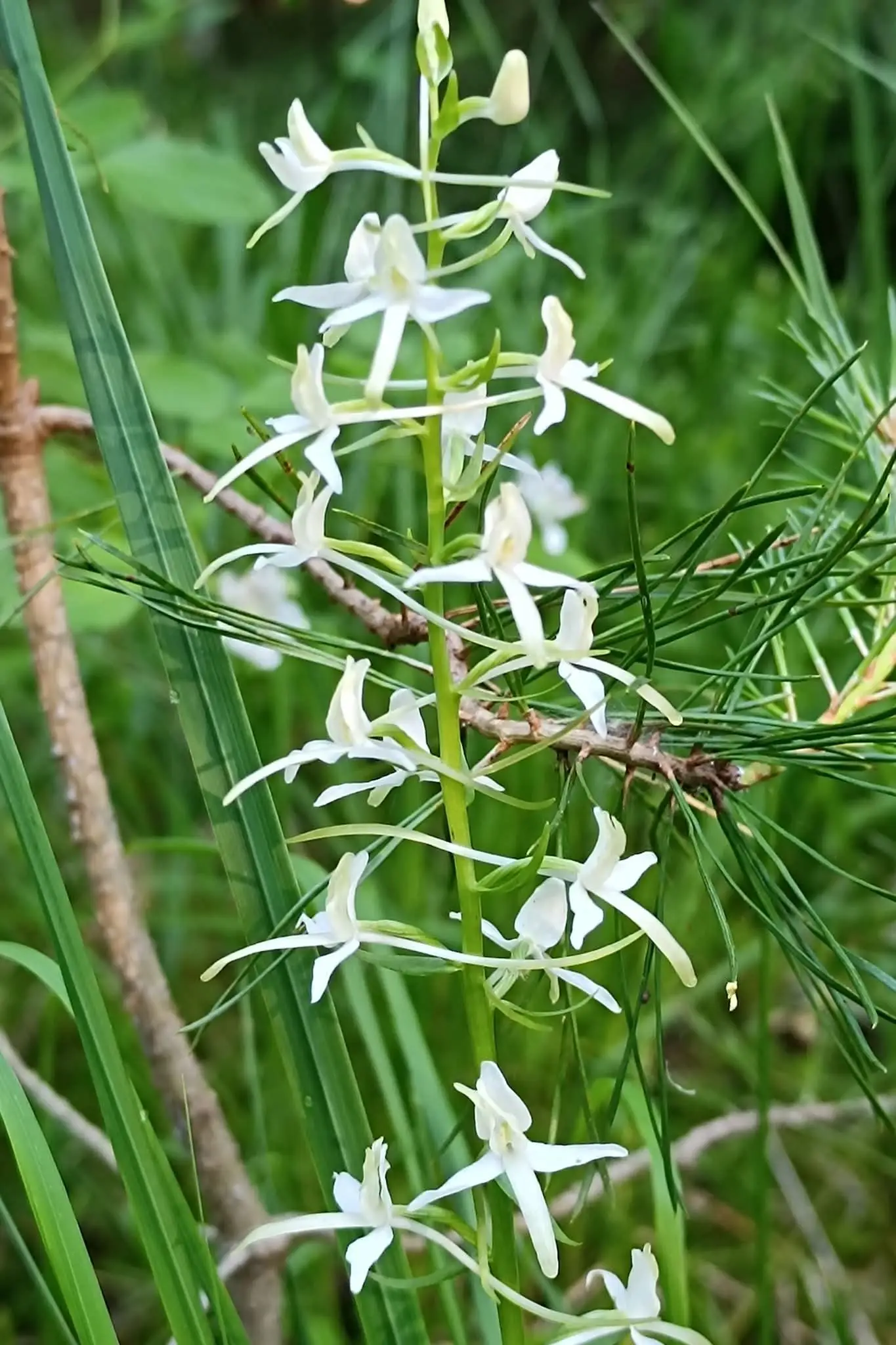white orchid estonia wildflower nature