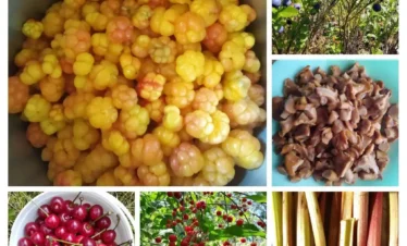 wild berries mushrooms estonia foraging nature