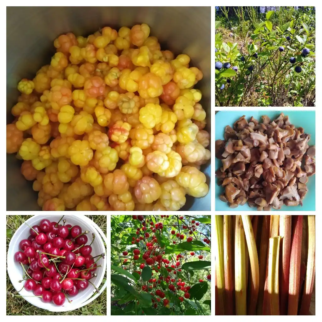 wild berries mushrooms estonia foraging nature
