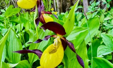 wild yellow orchid estonia meadow nature