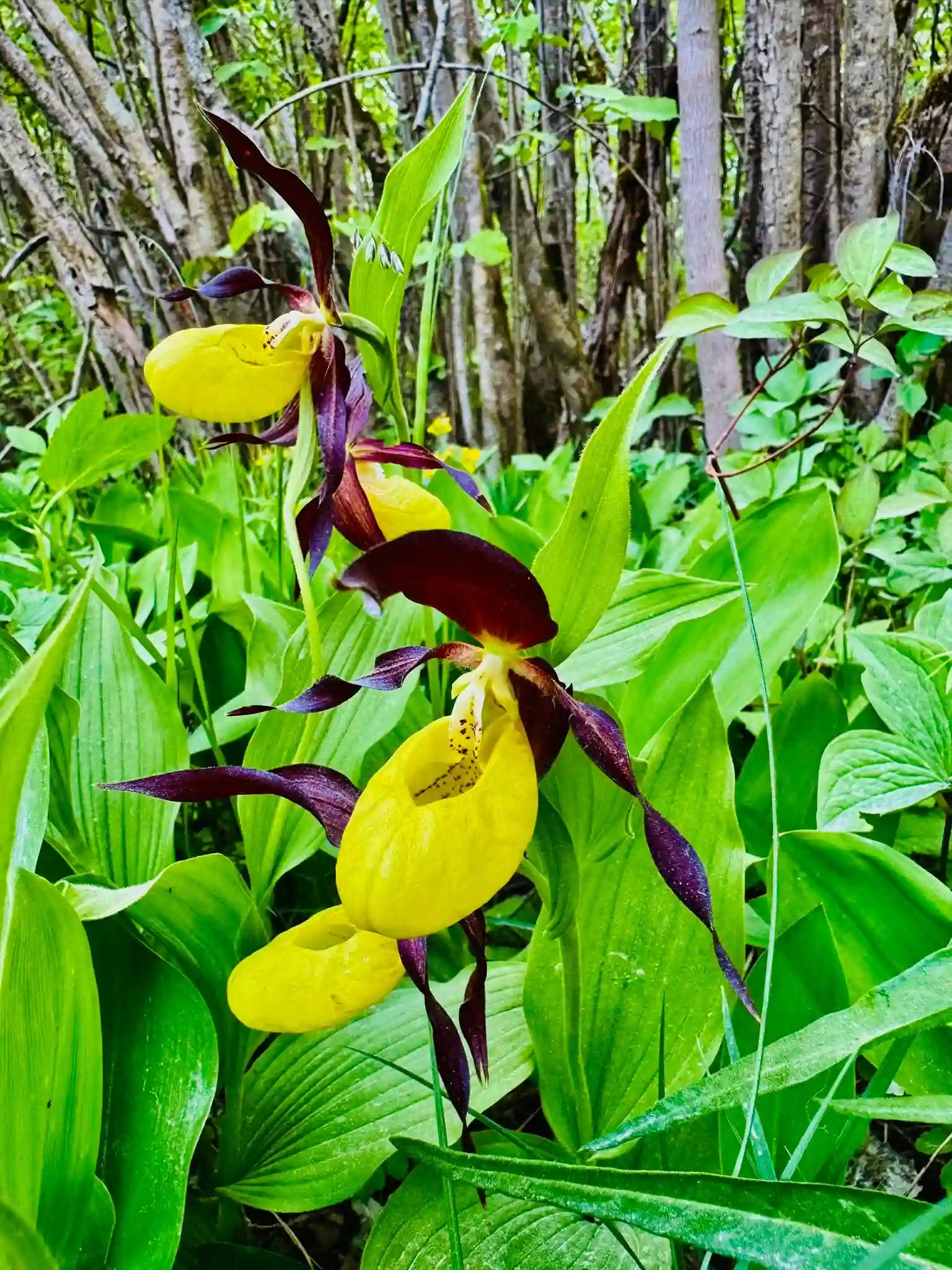 wild yellow orchid estonia meadow nature
