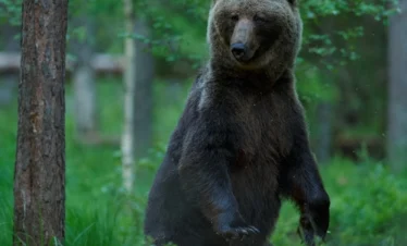 Bear watching day tours in estonia