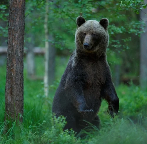 Bear watching day tours in estonia