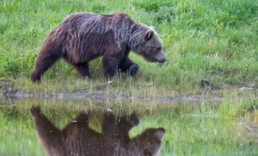 brown bear watching estonia wildlife tour