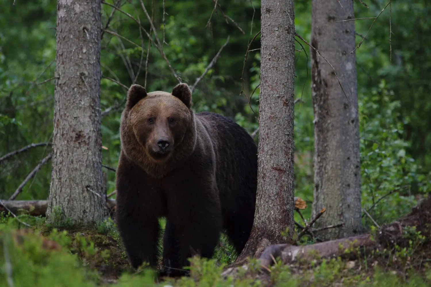 estonia brown bear wildlife forest nature