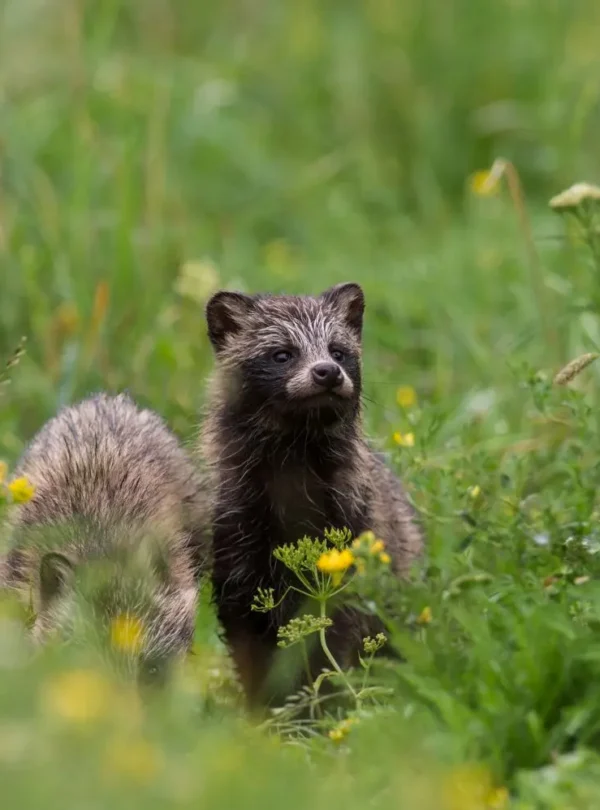estonia raccoon dog wildlife nature forest