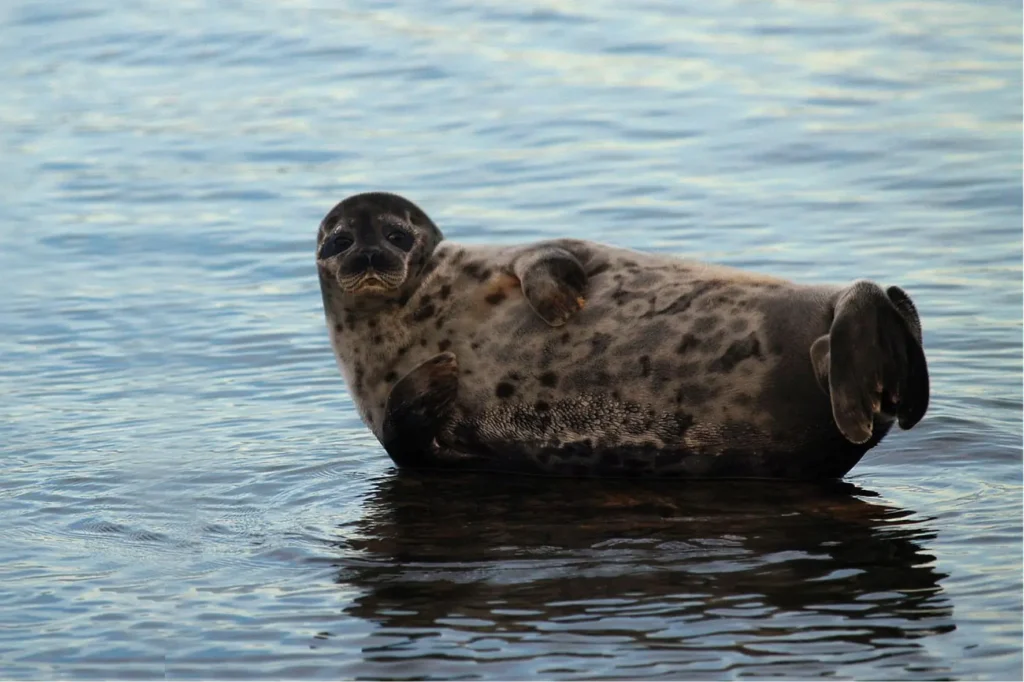 Wildlife-Tour in Estland – Bären, Elche, Zugvögel und Ringelrobben in freier Natur erleben