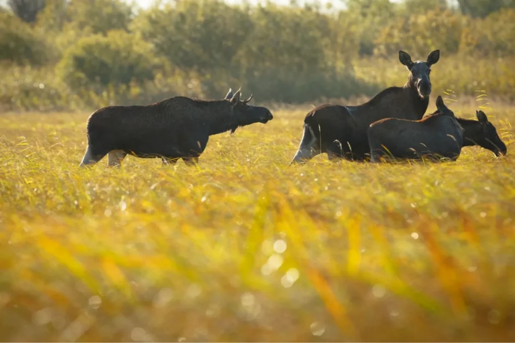 Wildlife-Tour in Estland – Bären, Elche und Robben in freier Natur erleben