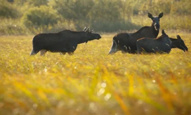 Wildlife-Tour in Estland – Bären, Elche und Robben in freier Natur erleben