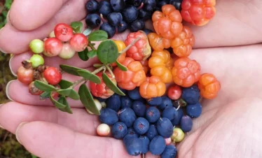 Wilde Beeren aus Estland: Moltebeeren und Blaubeeren aus der Natur