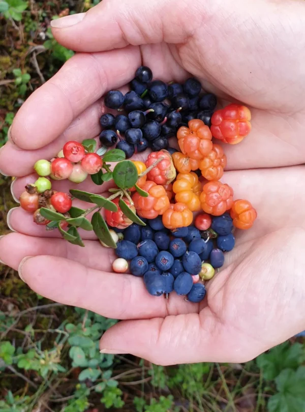 Wilde Beeren aus Estland: Moltebeeren und Blaubeeren aus der Natur