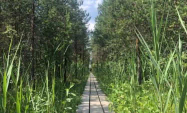 marimeta moor bog adventure (1)