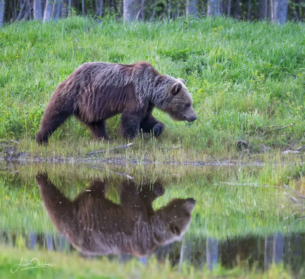 Braunbär am Wasser in Estland – geführte Braunbären-Beobachtung in der Wildnis