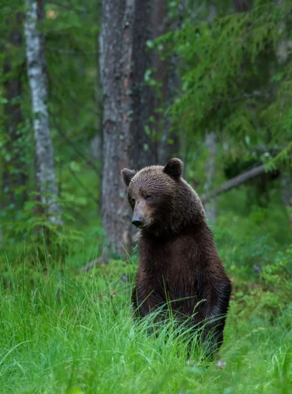 Wilder Braunbär im estnischen Wald – authentische Wildlife-Erfahrung