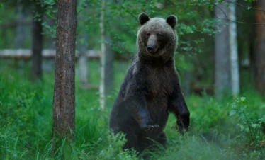 Braunbär in freier Wildbahn in Estland – seltene Tierbeobachtung im Naturparadies