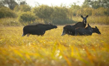 Elchbulle in freier Natur in Estland während einer Wildtierbeobachtung