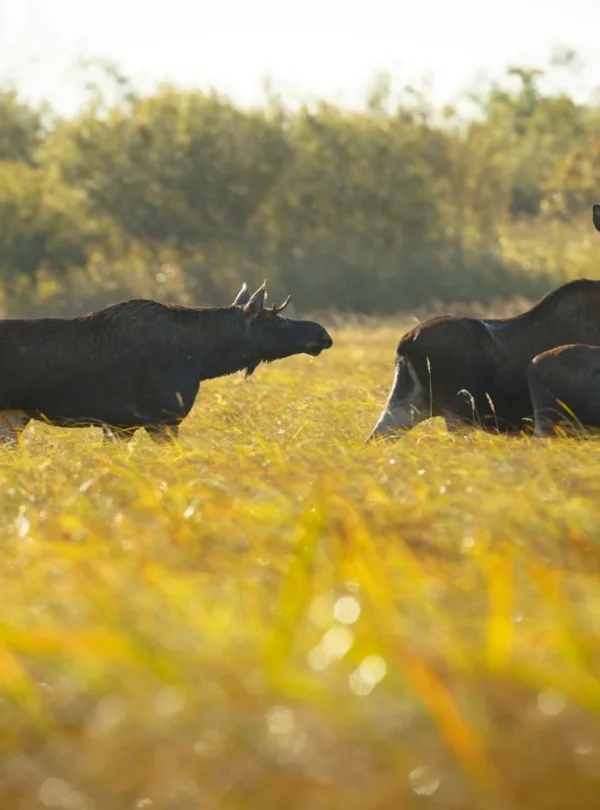 Elchbulle in freier Natur in Estland während einer Wildtierbeobachtung