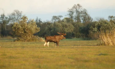 moose watching estonia wildlife tour