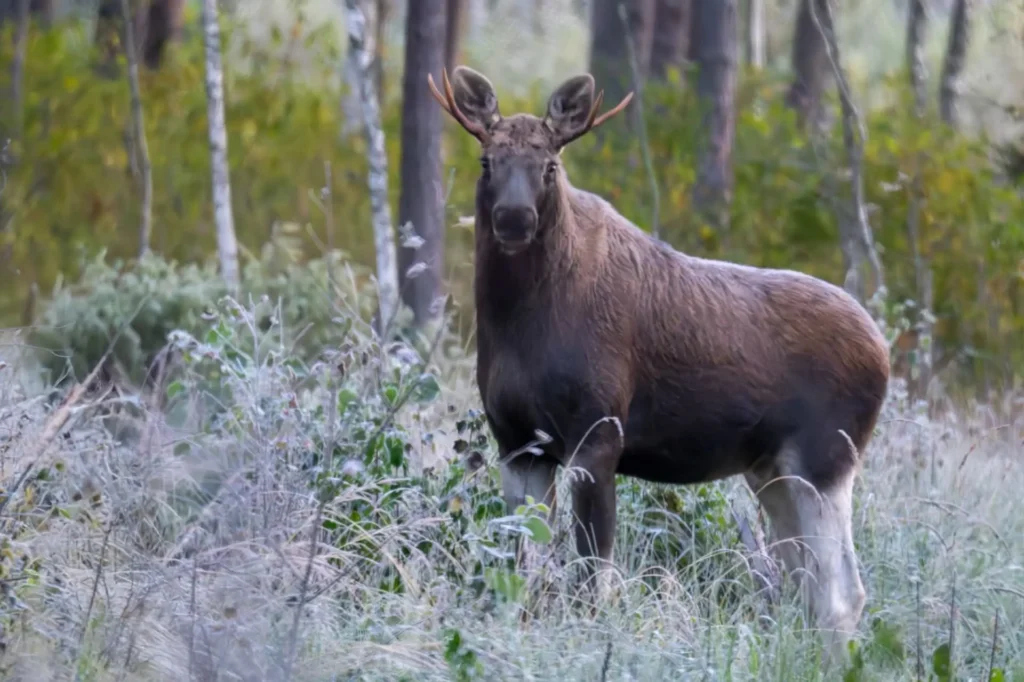 moose wildlife tours guided in estonia