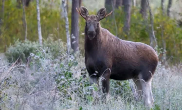 moose wildlife tours guided in estonia
