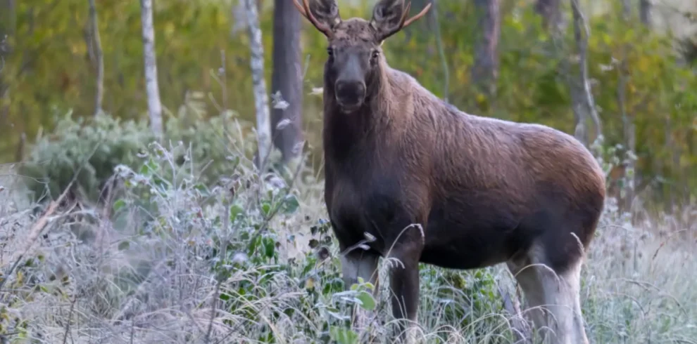 moose wildlife tours guided in estonia