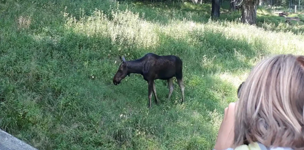 elch auf familienreise in lettland