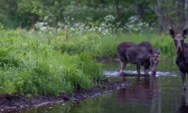 elchee reise in estland