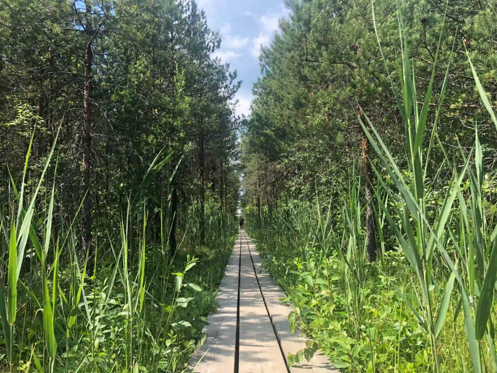 marimeta moor bog adventure (1)