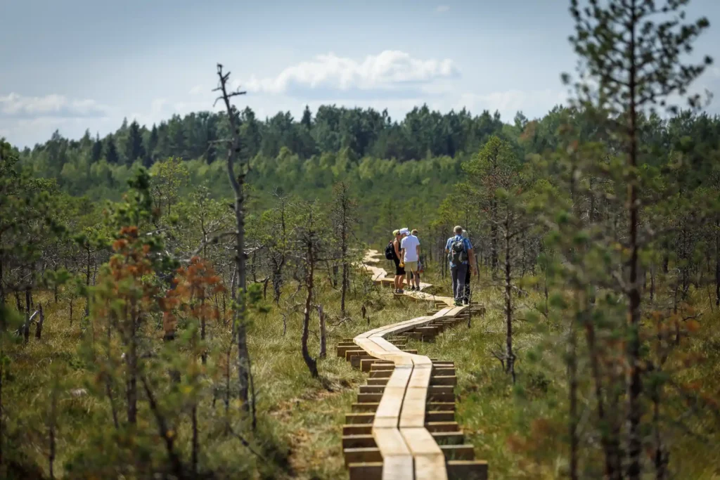 bog hiking in estonia what to do estonia