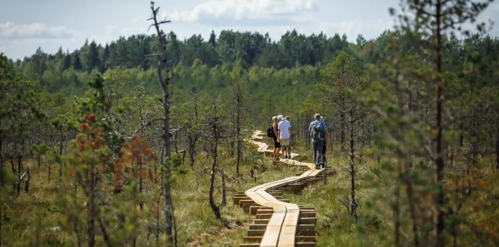 bog hiking in estonia what to do estonia