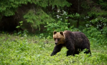 estonia bear watching wild brown bear