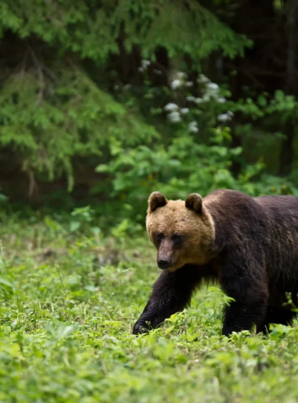 estonia bear watching wild brown bear