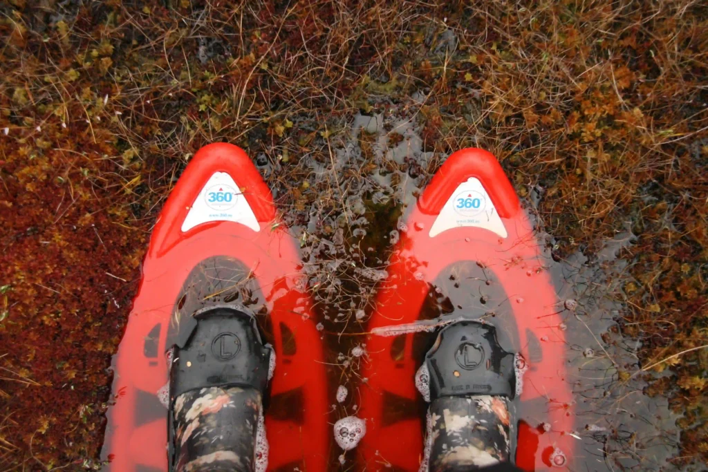 estonia bog hiking tour wetlands