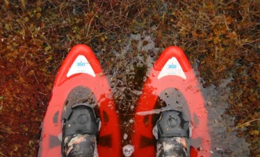estonia bog hiking tour wetlands