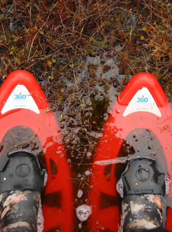 estonia bog hiking tour wetlands