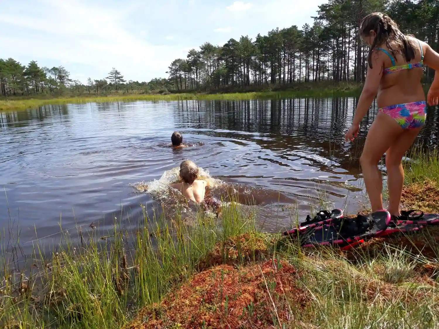 estonia bog swimming lake summer experience