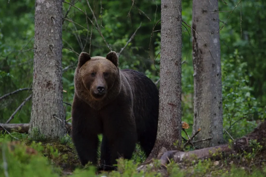Braunbär in Estland im Wald – Wildtierbeobachtung in unberührter Natur
