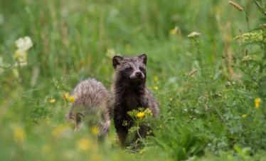 Marderhund im Wald in Estland – Wildtierbeobachtung in der Natur