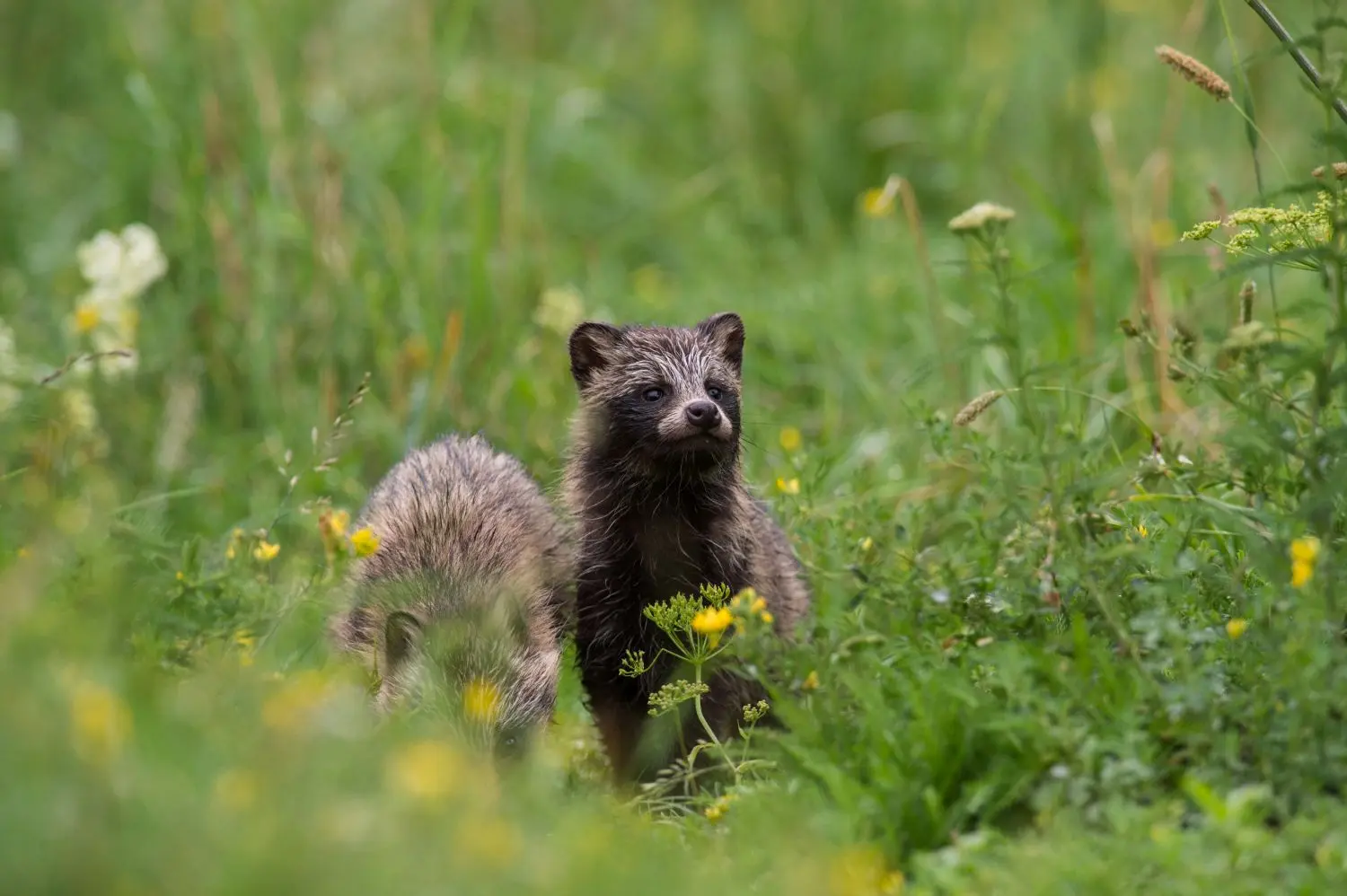 Marderhund im Wald in Estland – Wildtierbeobachtung in der Natur