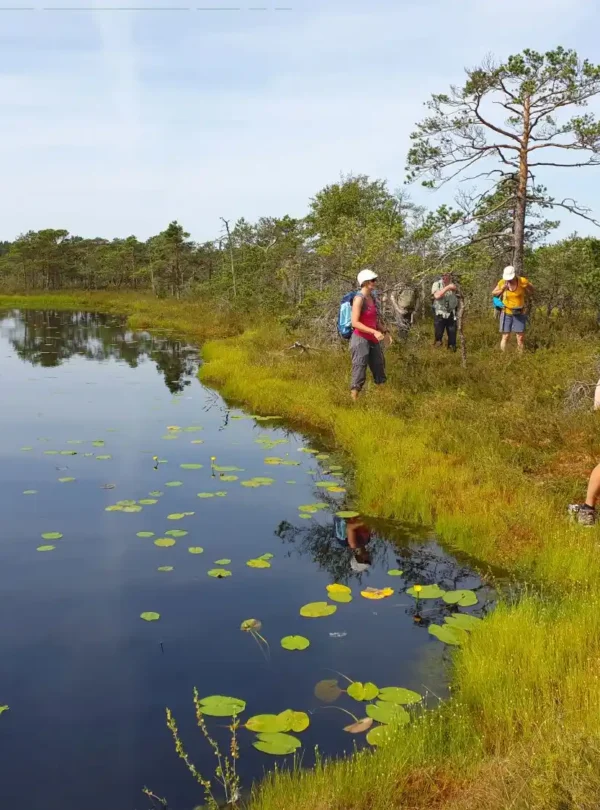 soomaa bog hiking tour estonia nature walk