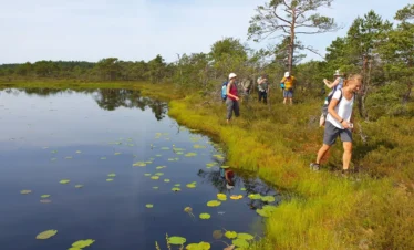 what to do in estonia bog trip adventure